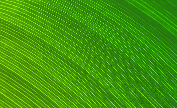 Green leaf background stock photo