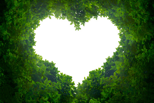 500+ Green Heart Pictures [HD] | Download Free Images on Unsplash