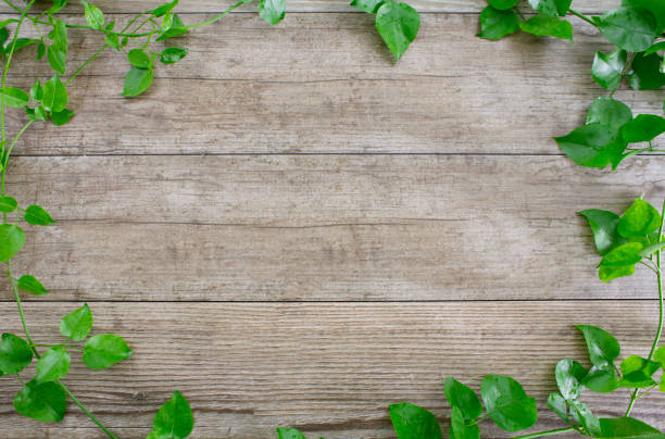 Green leaf border on grey rustic wood stock photo