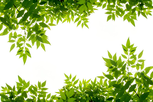green leaf frame isolate on white background