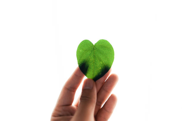 hoja verde con forma de corazón en la mano - esg fotografías e imágenes de stock