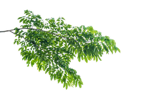 녹색 잎 흰색 바탕에 흰색 배경 - 나뭇가지 뉴스 사진 이미지