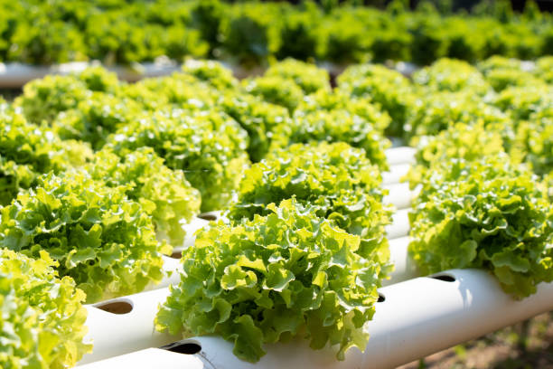 Green leaf lettuce farm that plant as hydroponics method Green leaf lettuce farm that plant as hydroponics method hydroponics stock pictures, royalty-free photos & images