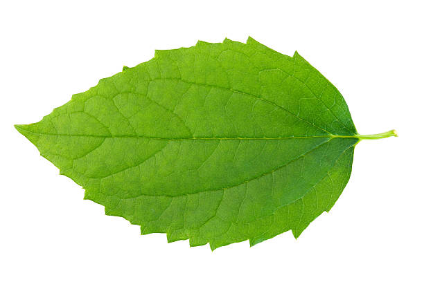 Photo of Green leaf on wbite background.