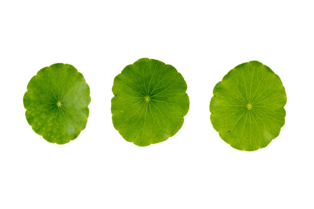 Green leaf on white stock photo