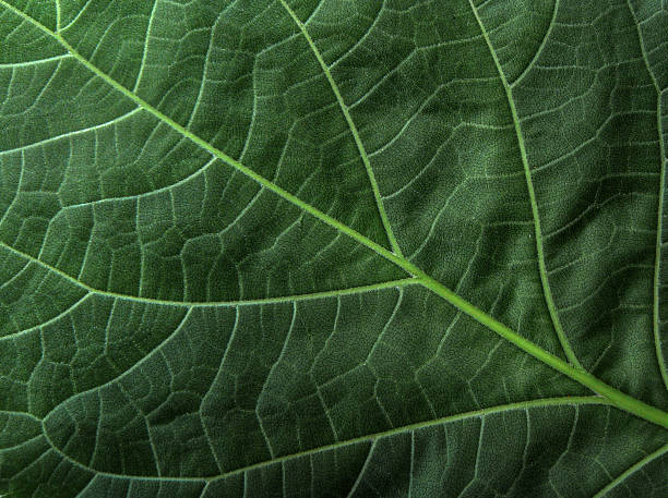 Green leaf pattern perfect backdrop stock photo