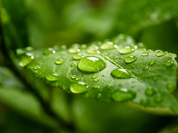 green leaf - dauw stockfoto's en -beelden