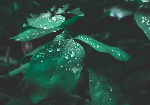 Green leaf with dew on dark nature background.