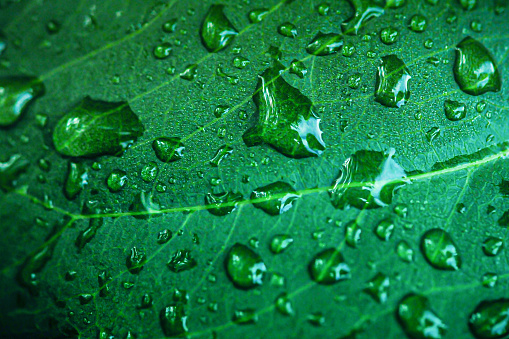 Close up of a green leaf with rain drops full frame