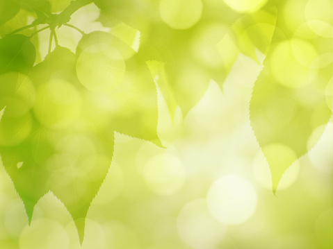 leaves spring summer background
