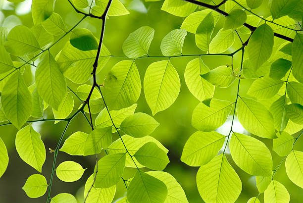 Green leaves background stock photo