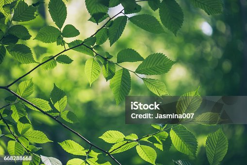 istock Green leaves background 668288668
