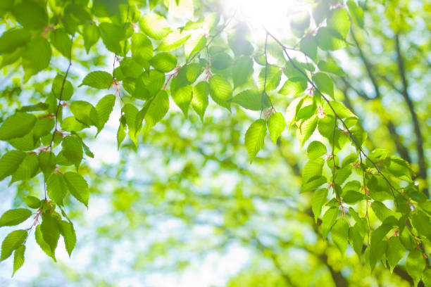 緑の葉ぼかしボケの背景 - 自然 ストックフォトと画像