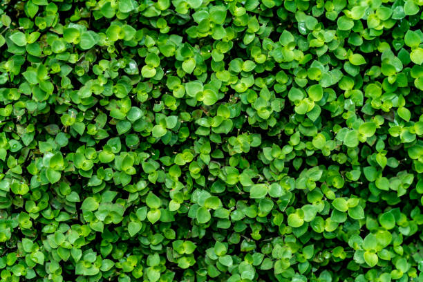 Green leaves floor stock photo