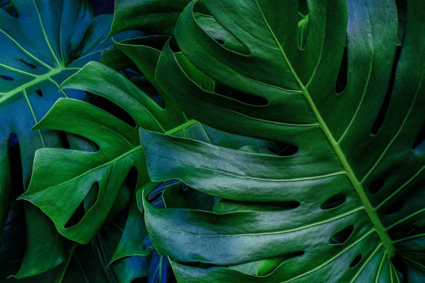 daun hijau untuk latar belakang dan wallpaper - fotografi citra potret stok, foto, & gambar bebas royalti