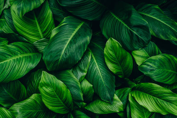 green leaves for background and wallpaper - flora imagens e fotografias de stock