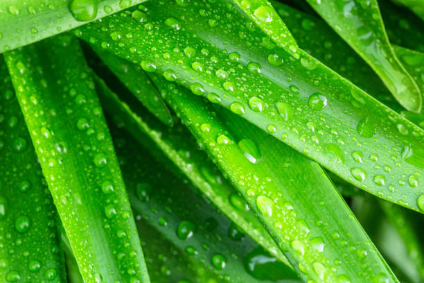 Green leaves from amaryllis belladonna, with rain water drops. Close up, vibrant color stock photo