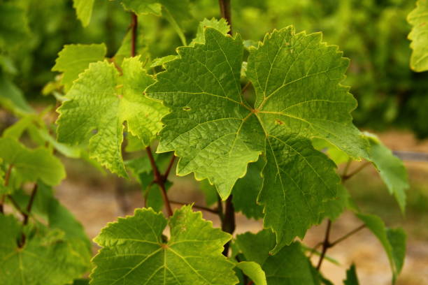 Green leaves of a grape vine stock photo