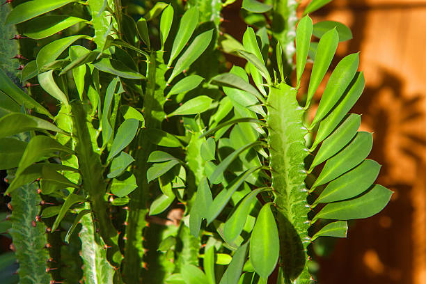 green leaves of Euphorbia trigona stock photo