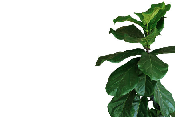 green leaves of fiddle-leaf fig tree (ficus lyrata) the popular ornamental tree tropical houseplant isolated on white background, clipping path included. - figo imagens e fotografias de stock