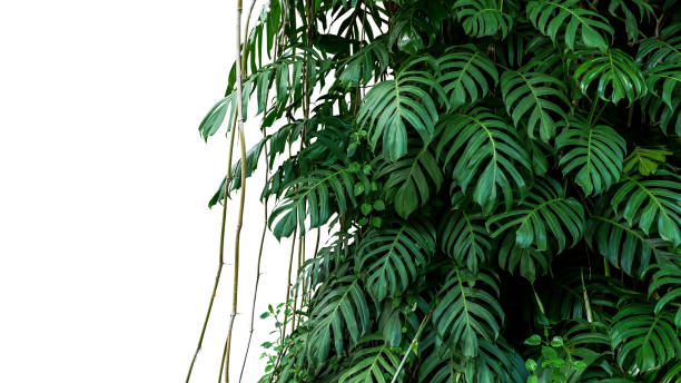 성장 하는 야생 정글 나무에 등반에 네이티브 monstera (epipremnum pinnatum) 리아 나 식물의 녹색 잎, 열 대 숲 식물 상록 덩굴 부시 클리핑 경로는 격리 된 흰색 배경. - 무성한 묘사 뉴스 사진 이미지