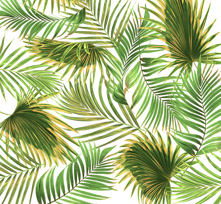 palm background tree leaves cycad illustrations clip vector abstract similar istockphoto