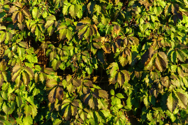 Green leaves of the maiden five-leafed grape Parthenocissus kinguefolia close up on a sunny day. stock photo