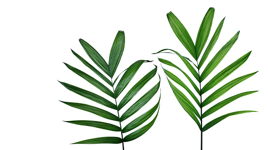 Green leaves of tropical Parlour palm or Neanthe bella (Chamaedorea elegans) the small palm tree rainforest plant, popular indoor foliage houseplant isolated on white background with clipping path.