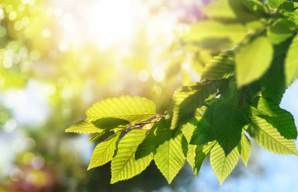 Green leaves on a branch with the sun in the background stock photo