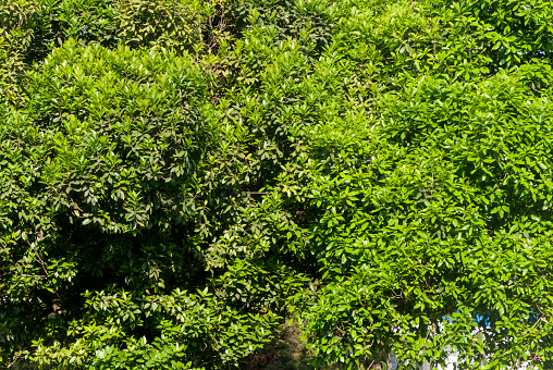 Green leaves outdoor trees in central america.