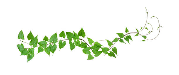 зеленые листья диких восхождение лозы, изолированные на белом фоне, отсечение путь включены - виноградовые стоковые фото и изображения