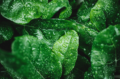 Close-up of water droplets on leaves. Green leaves with dew drops.