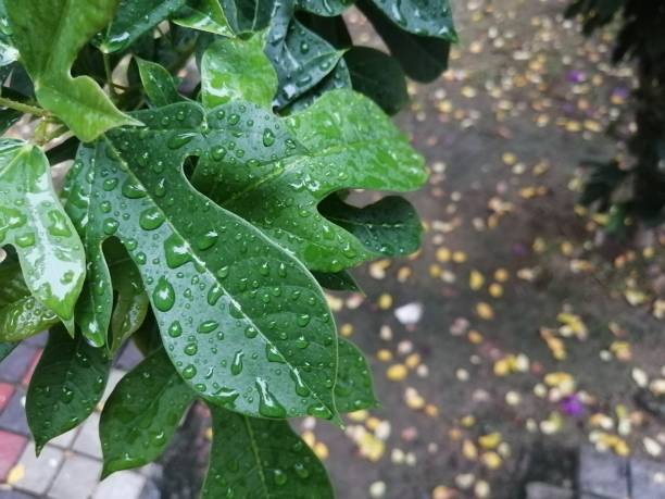 Green leaves with rain water drops stock photo