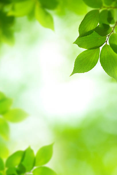 Green leaves with the sun shining through stock photo