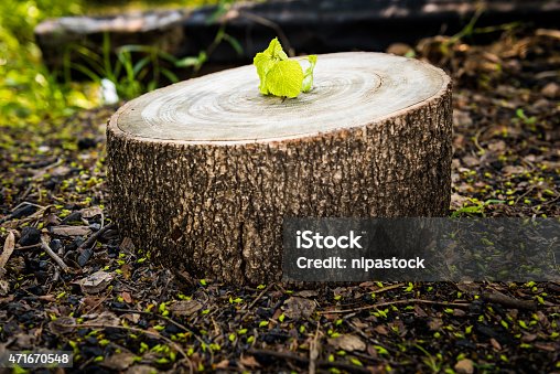 istock Green leaves with wood stump 471670548