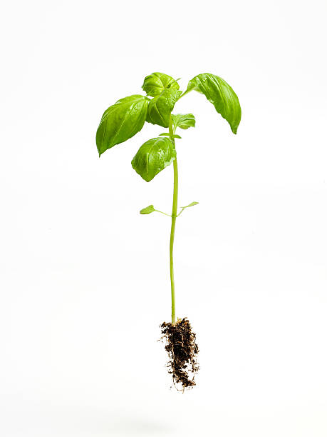 green life fresh basil plant  leaves spices of the world stock pictures, royalty-free photos & images