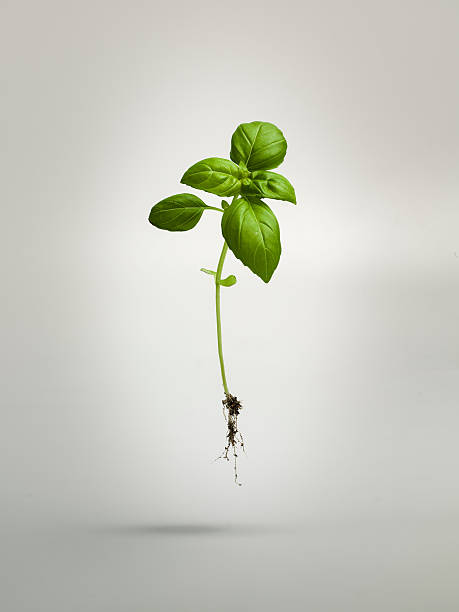 green life - basil plant stockfoto's en -beelden