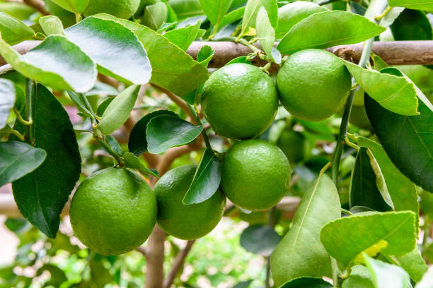 Green limes on a tree. Lime is a hybrid citrus fruit, which is typically round, about 3-6 centimeters in diameter and containing acidic juice vesicles. Limes are excellent source of vitamin C. stock photo
