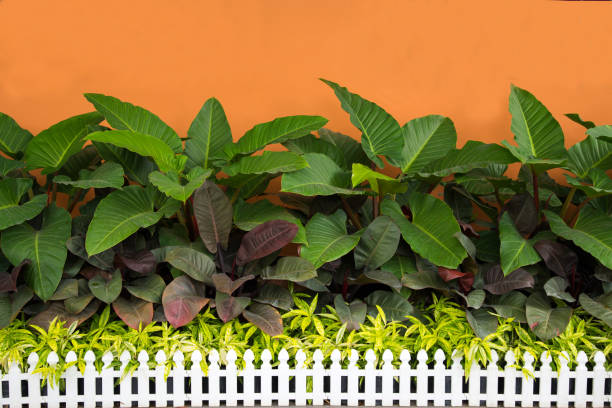 Green little tree garden and orange wall stock photo