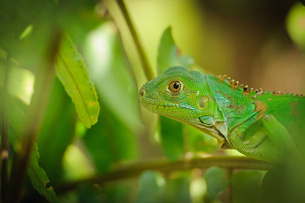 Green Lizard stock photo