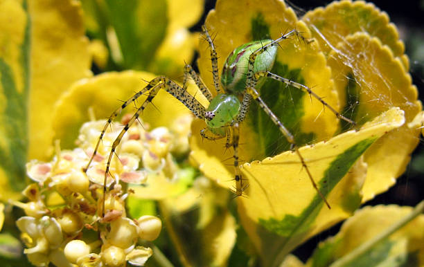 Green Lynx Spider on Yellow Flowering Plant stock photo