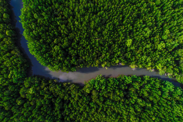 自然景観の緑のマングローブ生態学の熱帯雨林のジャングル - wood texture ストックフォトと画像