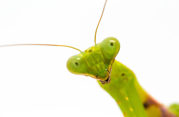Green mantis close-up. Surprised soothsayer macro photo. Mantis portrait with curious look to camera. stock photo