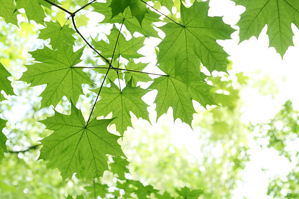 Green maple leaves on a limb with more blurred in background stock photo
