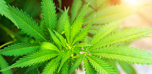 Green Marijuana Leaf Ecology Stock Photo Download Image