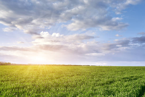 Green meadow and blue sky with clouds and sun with rays stock photo