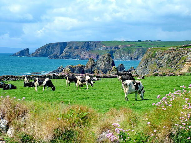 Green Meadow and cows near Cobh, Ireland stock photo
