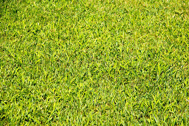 green meadow - easter egg bildbanksfoton och bilder