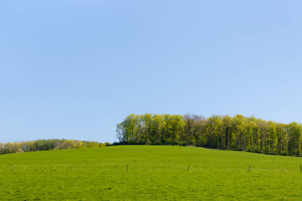 Green meadow with tree line (close version) stock photo