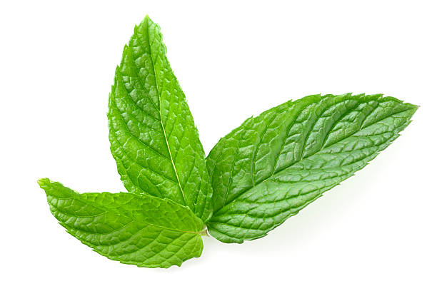 Green mint leaves stock photo